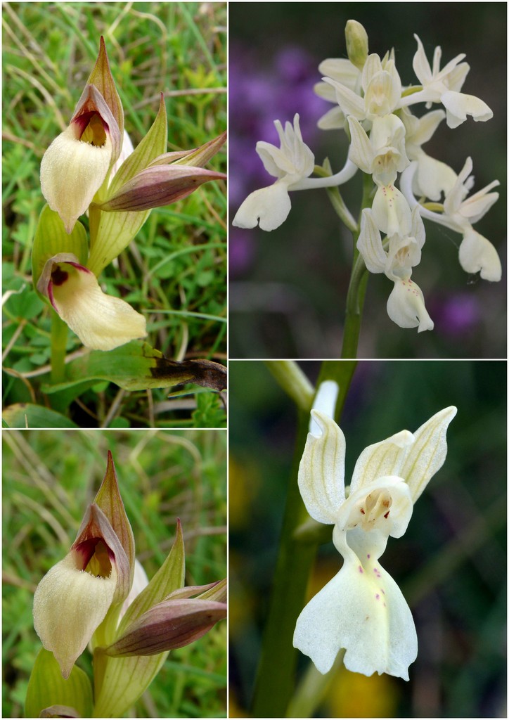 La Valle delle orchidee, Sassano e Monte San Giacomo 9 e 10 maggio 2015